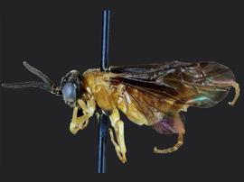   Allantunicus autumnalisnbsp; male lateral habitus; photo by J. Orr, WSDA 
