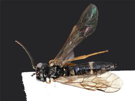   Allantus albolabris nbsp;female dorsal habitus; photo by J. Orr, WSDA 
