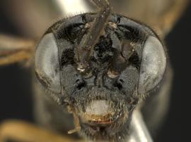   Allantus albolabrisnbsp; female face; photo by Q. Baine, WSDA
