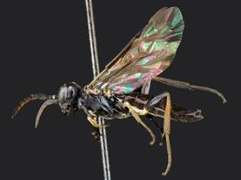   Allantus cinctusnbsp; male lateral habitus; photo by J. Orr, WSDA 
