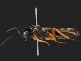   Ametastegia glabratanbsp; female lateral habitus; photo by J. Orr, WSDA 
