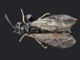   Ametastegia pallipes  female dorsal habitus; photo by J. Orr, WSDA 
