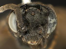   Ametastegia teneranbsp; female face; photo by Q. Baine, WSDA 
