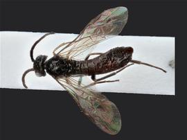   Ametastegia tenera nbsp;male dorsal habitus; photo by J. Orr, WSDA 
