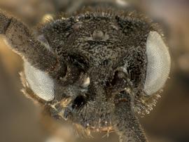   Ametastegia teneranbsp; male face; photo by Q. Baine, WSDA 
