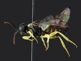   Aneugmenus flavipesnbsp; male lateral habitus; photo by J. Orr, WSDA 
