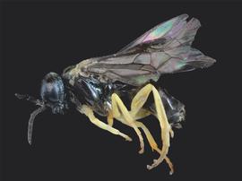   Aneugmenus padinbsp; female lateral habitus; photo by J. Orr, WSDA 
