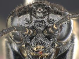   Aneugmenus padinbsp; female face; photo by Q. Baine, WSDA 
