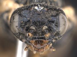   Anoplonyx occidensnbsp; female face; photo by Q. Baine, WSDA 
