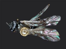   Anoplonyx occidensnbsp; male dorsal habitus; photo by J. Orr, WSDA 
