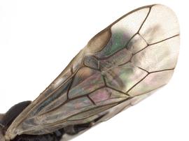   Anoplonyx sp.nbsp; fore wing; photo by P. Jones, WSDA 
