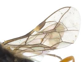   Aphilodyctium fidumnbsp; fore wing; photo by J. Orr, WSDA 
