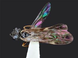   Aphilodyctium fidum nbsp;male dorsalnbsp;habitus; photo by J. Orr, WSDA 
