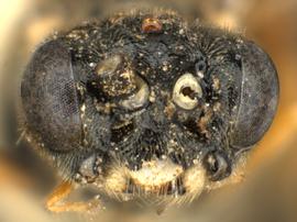   Aphilodyctium fidum nbsp;male face; photo by Q. Baine, WSDA 
