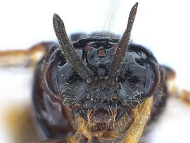   Aproceros leucopoda  female face; photo by C. Looney, WSDA
