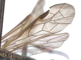   Ardis atrata  wings; photo by J. Orr, WSDA 
