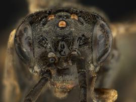   Ardis pallipesnbsp; female face; photo by Q. Baine, WSDA 
