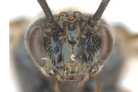   Arge sparta  female face; photo by J. Orr, WSDA 
