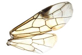   Arge sparta  wings; photo by J. Orr, WSDA 
