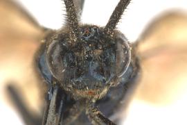   Arge  sp. male face; photo by J. Orr, WSDA 
