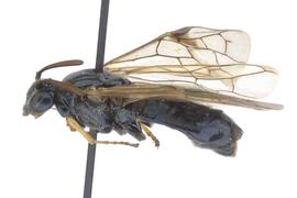   Arge  sp. female lateral habitus; photo by J. Orr, WSDA 
