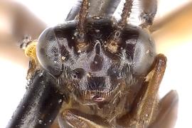   Atomacera  sp. male face; photo by J. Orr, WSDA 
