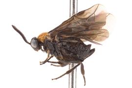   Atomacera debilis  female lateral habitus; photo by J. Orr, WSDA 
