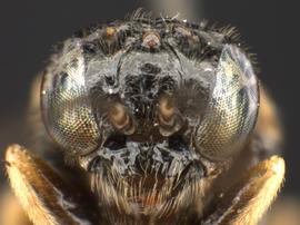   Bidigitus plataninbsp; female face; photo by Q. Baine, WSDA 
