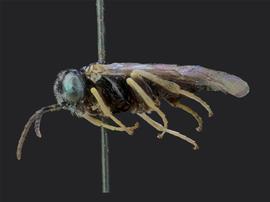   Bidigitus platani  femalenbsp;lateral habitus; photo by J. Orr, WSDA 
