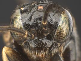   Bidigitus platani  male face; photo by Q. Baine,nbsp;WSDA 
