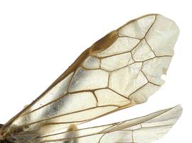   Birka nordicanbsp; fore wing; photo by J. Orr, WSDA 
