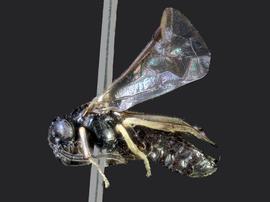   Birka nordicanbsp; male lateral habitus; photo by J. Orr, WSDA 
