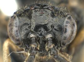   Birka nordicanbsp; male face; photo by Q. Baine, WSDA 
