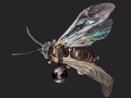   Blennogeneris coloradensis nbsp;female dorsal habitus; photo by J. Orr, WSDA 
