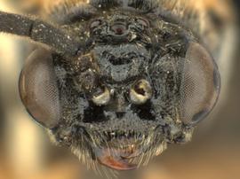   Blennogeneris  sp. male face; photo by Q. Baine, WSDA 
