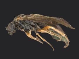   Blennogeneris  sp.nbsp;male lateral habitus; photo by Q. Baine, WSDA 
