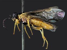   Brachythops flavensnbsp; male lateral habitus; photo by J. Orr, WSDA 
