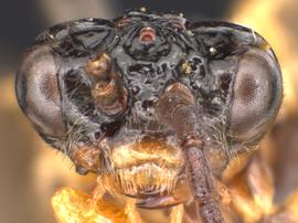   Brachythops flavens  male face; photo by Q. Baine, WSDA 
