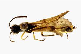   Calameuta clavata  female dorsal habitus; photo by J. Orr, WSDA 
