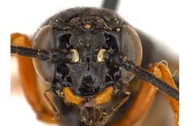   Caenocephus aldrichi  female face; photo by Q. Baine, WSDA 

