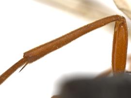   Caenocephus aldrichi nbsp;hind tibia; photo by J. Orr, WSDA 
