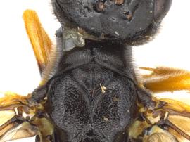   Calameuta clavata  female dorsal thorax; photo by J. Orr, WSDA 
