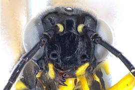   Calameuta clavata  female face; photo by J. Orr, WSDA 
