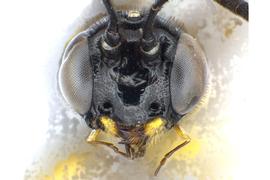   Calameuta clavata  male face; photo by J. Orr, WSDA 
