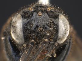   Caliroa cerasi  female face; photo by Q. Baine, WSDA 
