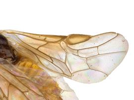   Caulocampus acericaulisnbsp; fore wing; photo by J. Orr, WSDA 
