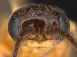   Caulocampus acericaulis  female face; photo by Q. Baine, WSDA 
