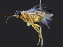   Caulocampus acericaulisnbsp; female lateral habitus; photo by J. Orr, WSDA 
