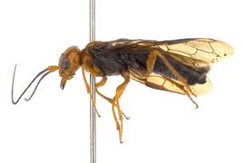   Cephalcia nbsp;sp. female lateral habitus; photo by J. Orr, WSDA 
