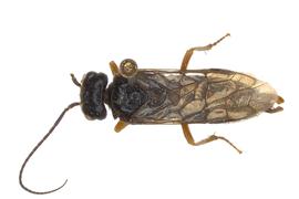   Cephalcia  sp. male dorsal habitus; photo by J. Orr, WSDA 
